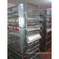 Automatic quail feeding equipment